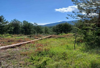 Банско България Земя Plot in Ovinache district